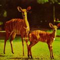Antilope mit Jungtier - 1979