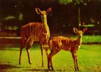 Antilope mit Jungtier - 1979