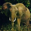 Elefant (Afrikanischer Steppenelefant) - 1978