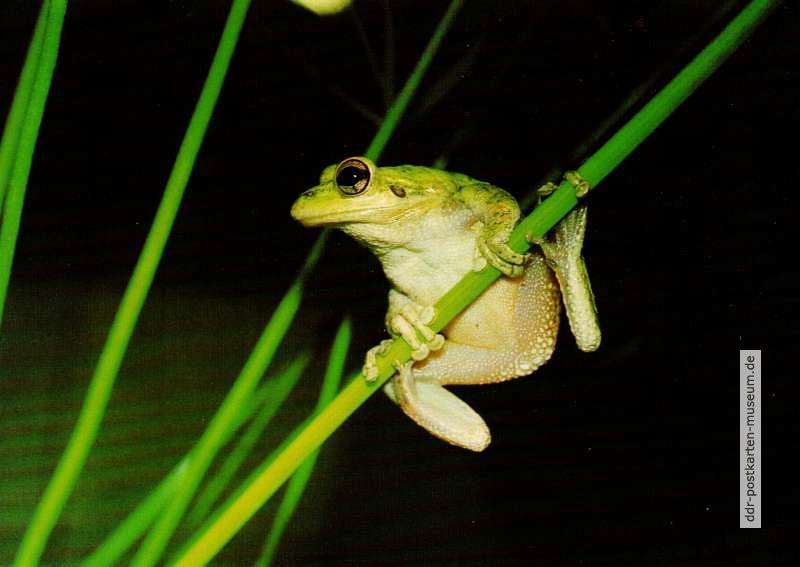 Frosch (Kuba-Laubfrosch) - 1989