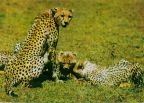 Gepard - 1977
