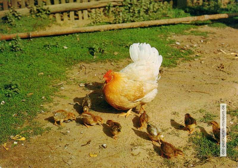 Huhn mit Küken - 1985