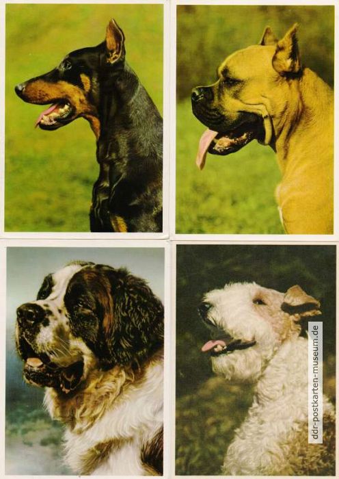 Hunde (Dobermann, Boxer, Bernhardiner und Foxterrier) - 1951 / 1965
