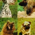 Hunde (Dalmatiner, Afghanischer Windhund, Kleinspitz und Mops) - 1977 / 1982