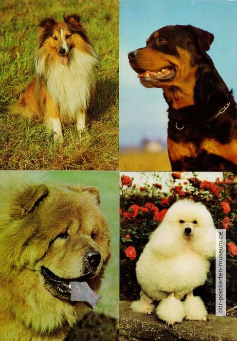 Hunde (Collie, Rottweiler, Chow-Chow und Pudel) - 1979 / 1989