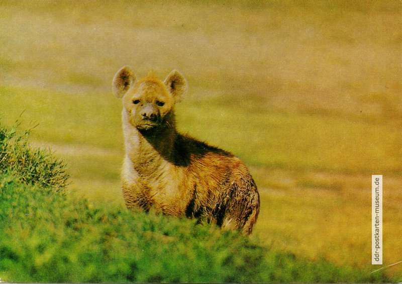 Hyäne (Tüpfelhyäne) - 1981