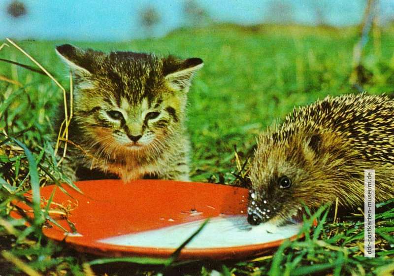 Igel und Katze - 1983