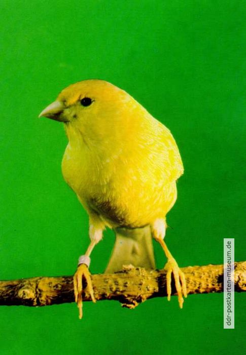 Kanarienvogel - 1980