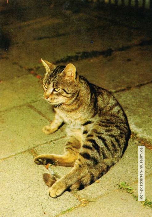 Katze, getigert - 1989