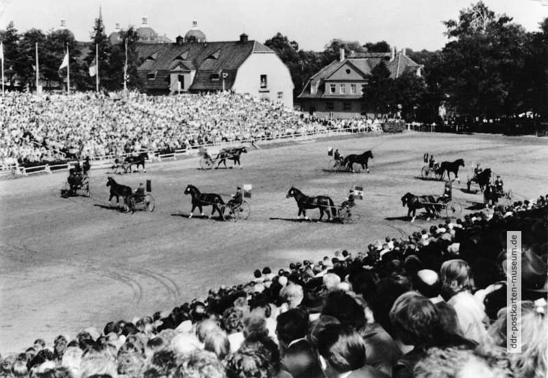 Pferde bei der Hengstparade mit Traberquadrille in Moritzburg - 1975