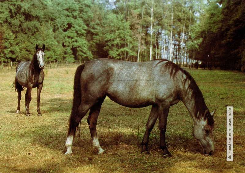 Grasende Pferde - 1985