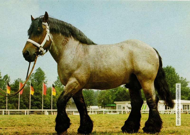Zuchtpferd auf dem Trainingsplatz - 1984