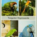 Tiergarten Hoyerswerda - Soldatenara, Gelbflügelara, Papagei und Hyazinthara - 1989