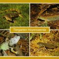 Tiergarten Hoyerswerda - Bindenwaran, Perleidechse, Leguan und Smaragdeidechse - 1989