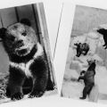 Tiergarten Hoyerswerda, junger Grizzly-Bär und Braunbären - 1990 / 1967