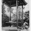 Tierpark Berlin, Weiße Kakadus in der Voliere vom Südparterre - 1957
