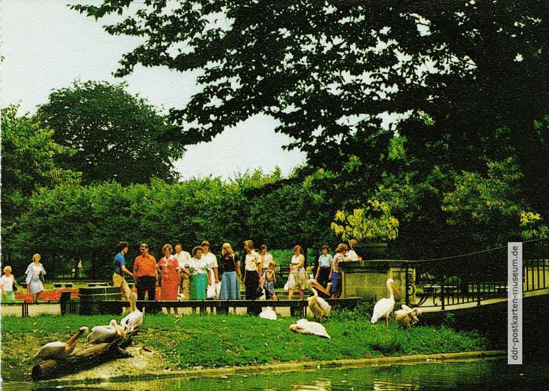 Tierpark Berlin, frei laufende Pelikane - 1987