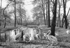 Tierpark Berlin, Pelikane im sonnigen Herbst - 1965