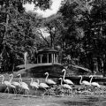 Tierpark Berlin, Flamingos vor dem Lenne-Tempel - 1957