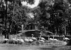 Tierpark Berlin, Flamingos vor dem Lenne-Tempel - 1957