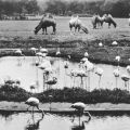 Tierpark Berlin, Aussicht über die Flamingo-Lagune zur Kamelwiese - 1965