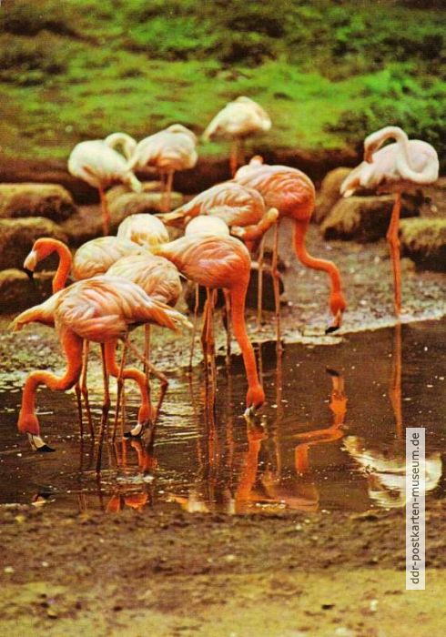 Tierpark Berlin, Flamingo-Kolonie - 1982
