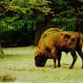 Tierpark Berlin, Wisent auf der Bisonprärie - 1979