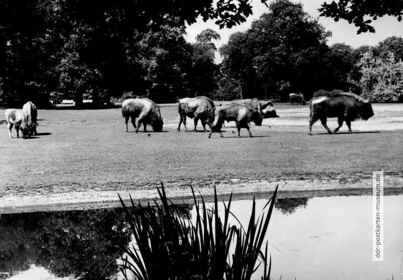 Tierpark Berlin, Wisentherde - 1970