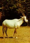 Tierpark Berlin, Arabische Oryx-Antilope - 1984