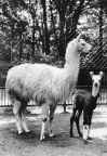 Tierpark Berlin, Lama mit Jungtier - 1978