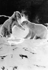 Tierpark Berlin, Eisbären im Schnee - 1965
