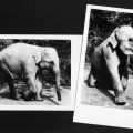 Tierpark Berlin, Junger Indischer Elefant "Dombo" - 1955