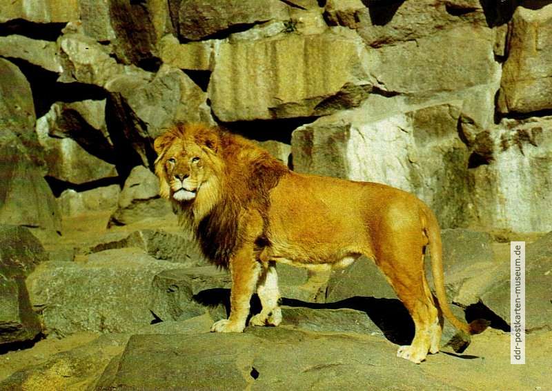 Tierpark Berlin, Afrikanischer Löwe im Alfred-Brehn-Haus - 1986