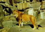 Tierpark Berlin, Afrikanischer Löwe im Alfred-Brehn-Haus - 1986