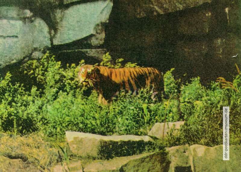 Tierpark Berlin, Sibirischer Tiger - 1963