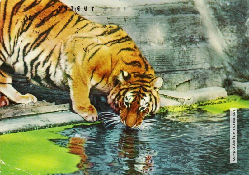 Tierpark Berlin, Sibirischer Tiger an der Tränke im Alfred-Brehm-Haus - 1964 - 1963