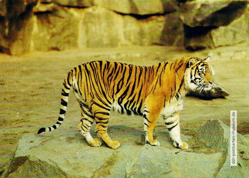 Tierpark Berlin, Sumatra-Tiger - 1985