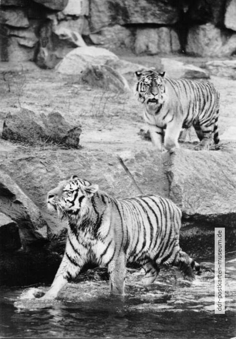 Tierpark Berlin, Mandschu-Tiger im Alfred-Brehm-Haus - 1969