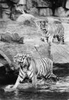 Tierpark Berlin, Mandschu-Tiger im Alfred-Brehm-Haus - 1969