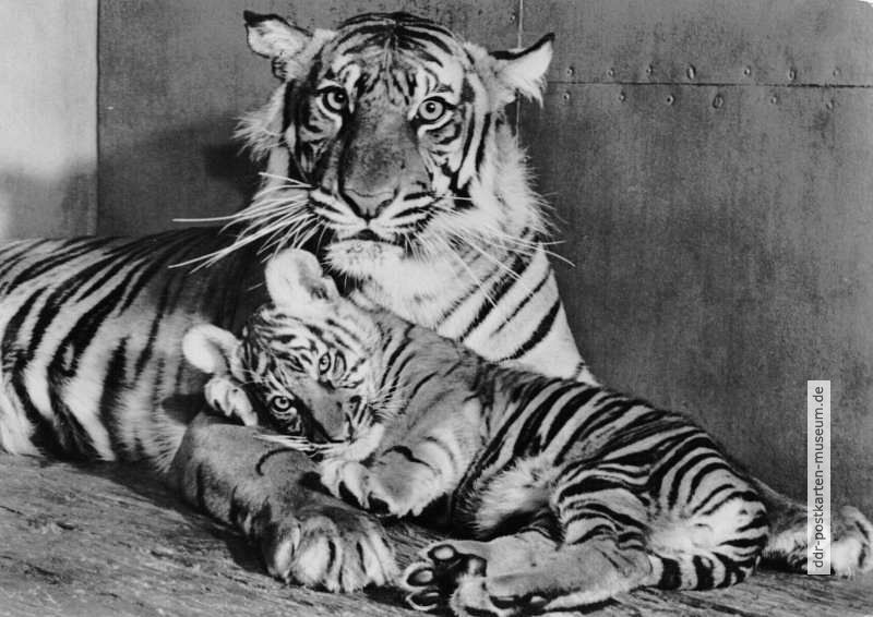 Tierpark Berlin, Sunda-Tigerin "Lissy" mit Jungem - 1959