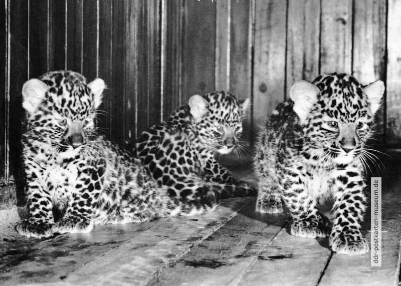 Tierpark Berlin, junge Malaya-Leoparden im Alfred-Brehm-Haus - 1964