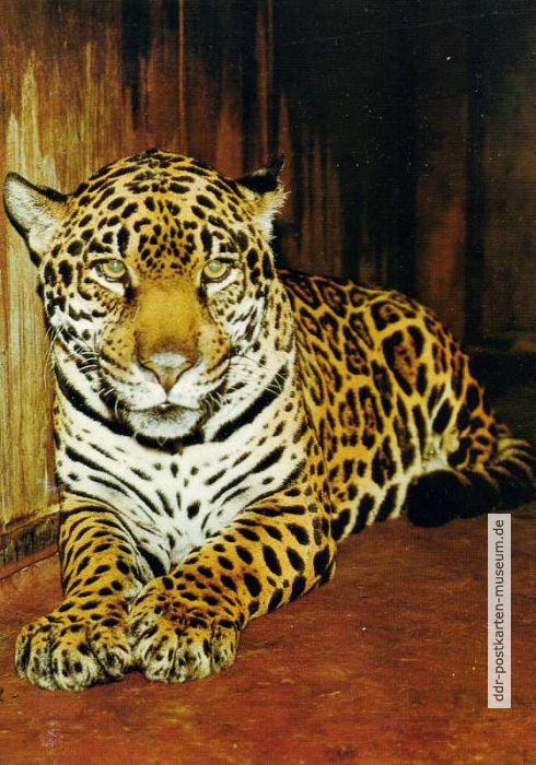 Tierpark Berlin, Jaguar - 1986