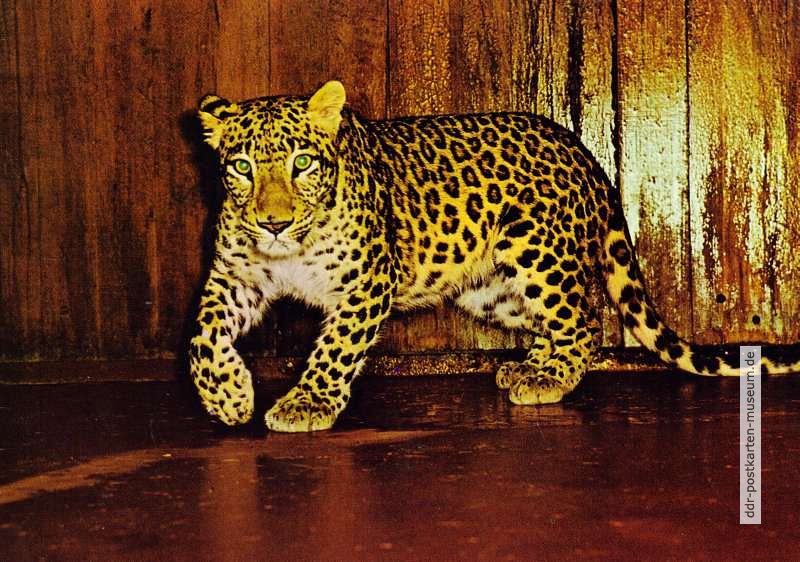 Tierpark Berlin, Afghanischer Leopard - 1979