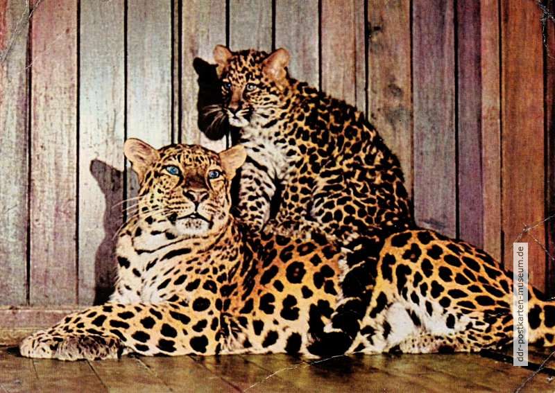 Tierpark Berlin, China-Leopardin "Esra" mit Jungtier - 1966