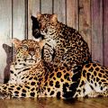 Tierpark Berlin, China-Leopardin "Esra" mit Jungtier - 1966