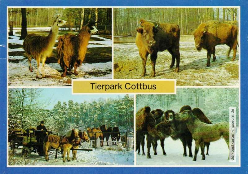 Tierpark Cottbus- Lamas, Wisente, Haflinger Pferdegespann, Trampeltiere - 1984
