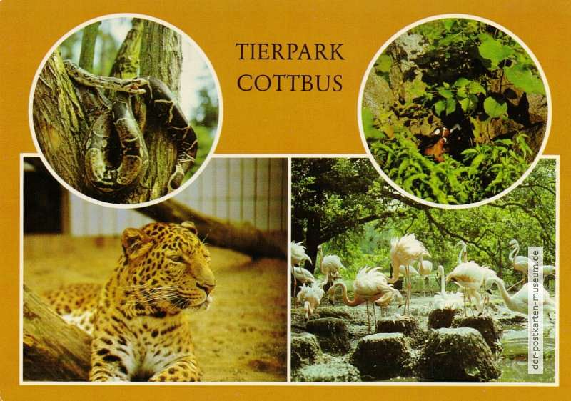Tierpark Cottbus - Kaiser-Boa, Rothalsgans, Leopard und Flamingos - 1987