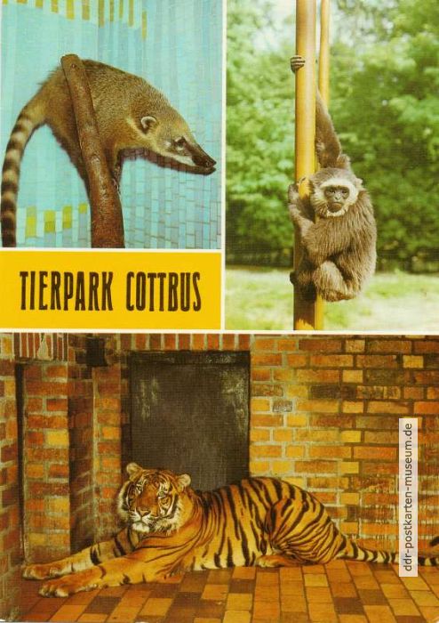Tierpark Cottbus - Nasenbär, Silbergibbon und Sumatra-Tiger - 1986