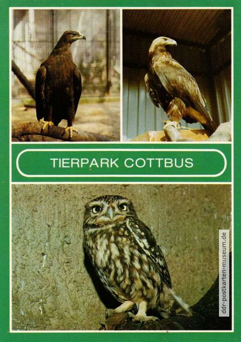 Tierpark Cottbus - Steppenadler, Kaiseradler und Steinkauz - 1986
