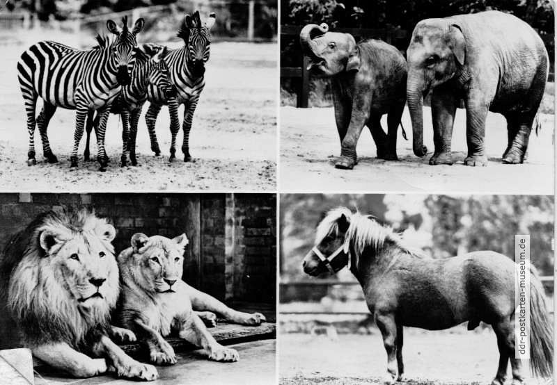 Tierpark Cottbus - Zebras, Asiatische Elefanten, Löwenpaar und Shetland-Pony - 1975